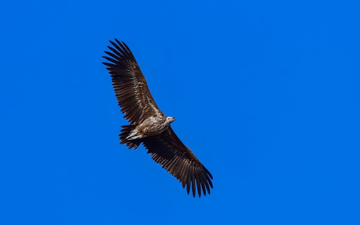 Lappet-faced Vulture - ML266742211