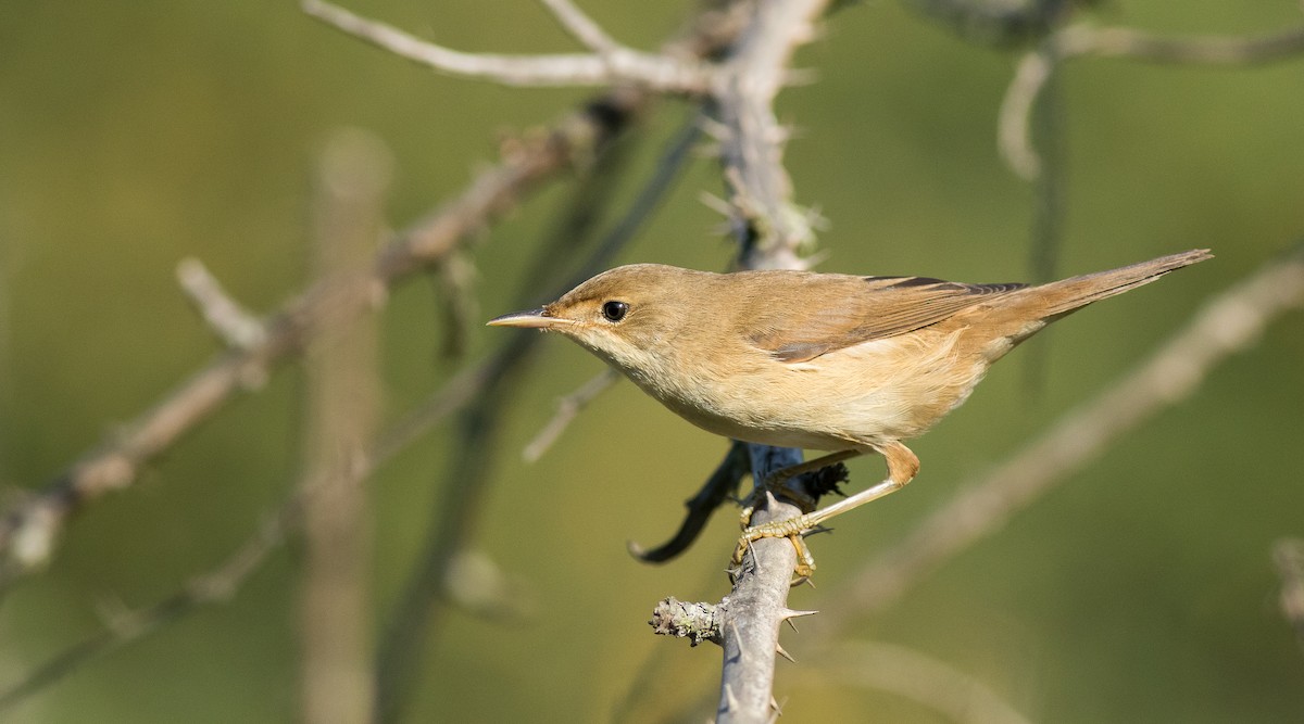 Common Reed Warbler (Common) - ML266743211