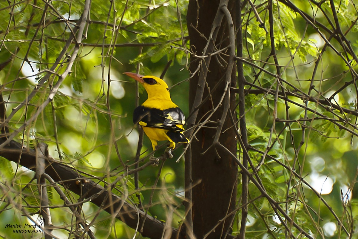Indian Golden Oriole - ML266748521
