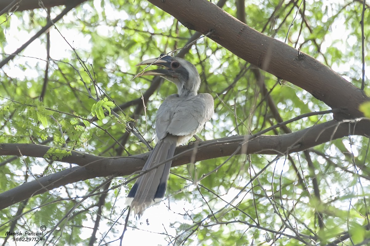 Indian Gray Hornbill - ML266749751