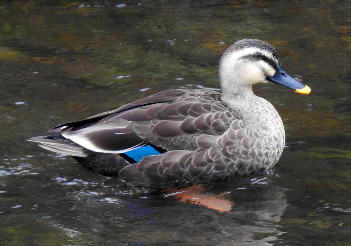 Eastern Spot-billed Duck - ML266750171