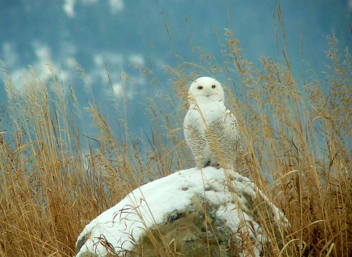 Snowy Owl - ML26675791
