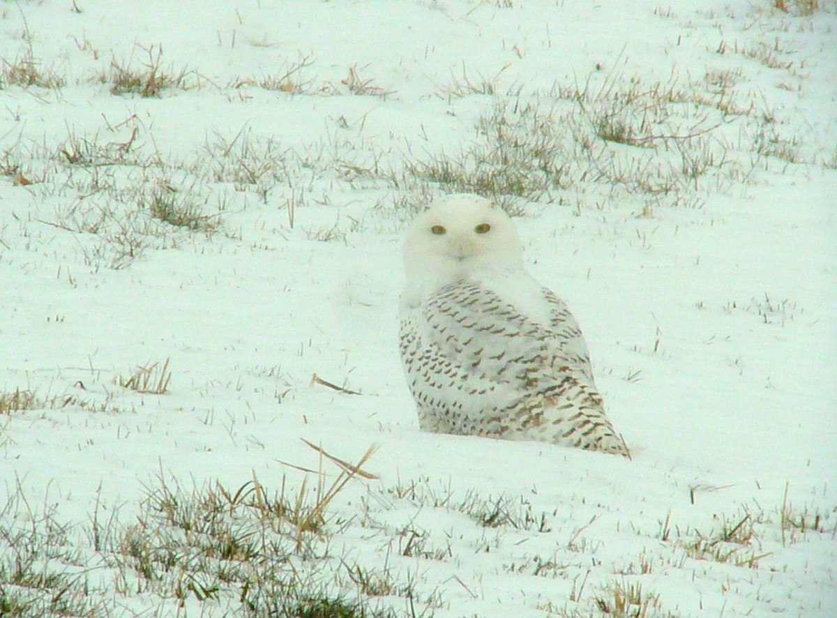 Snowy Owl - ML26675901