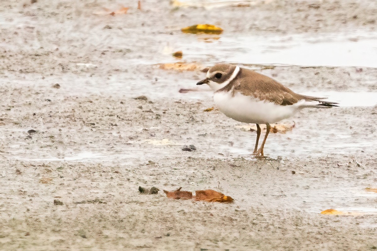 Semipalmated Plover - Kyle Blaney
