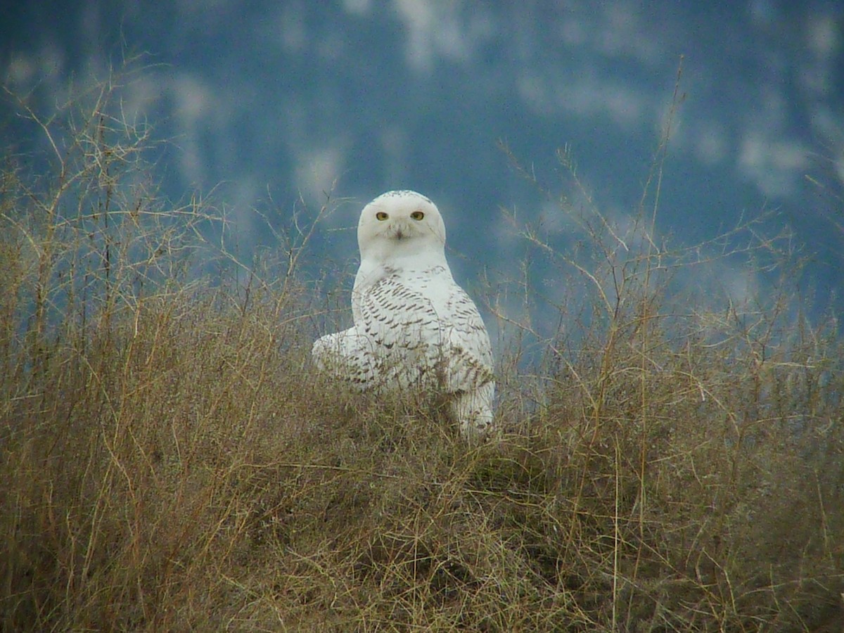 Snowy Owl - ML26676231