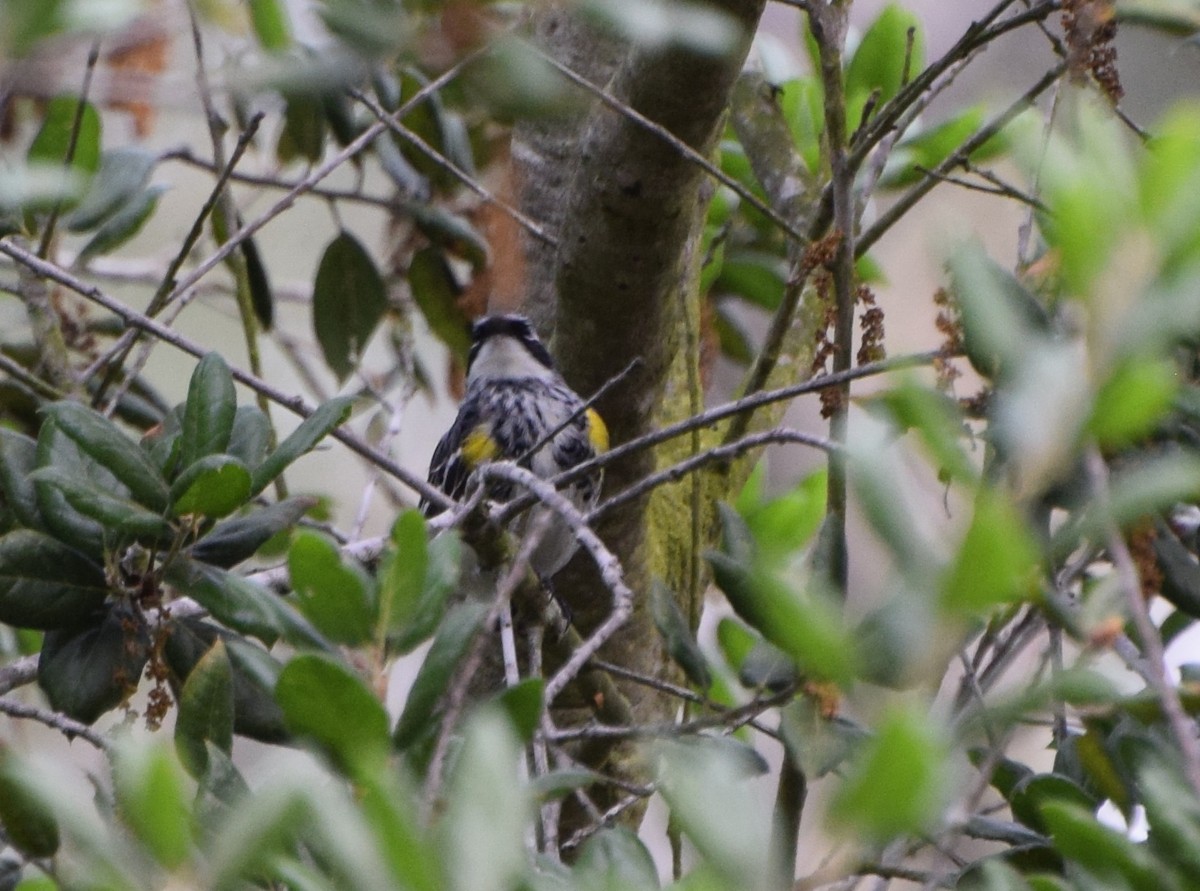 Yellow-rumped Warbler (Myrtle) - John Bruin