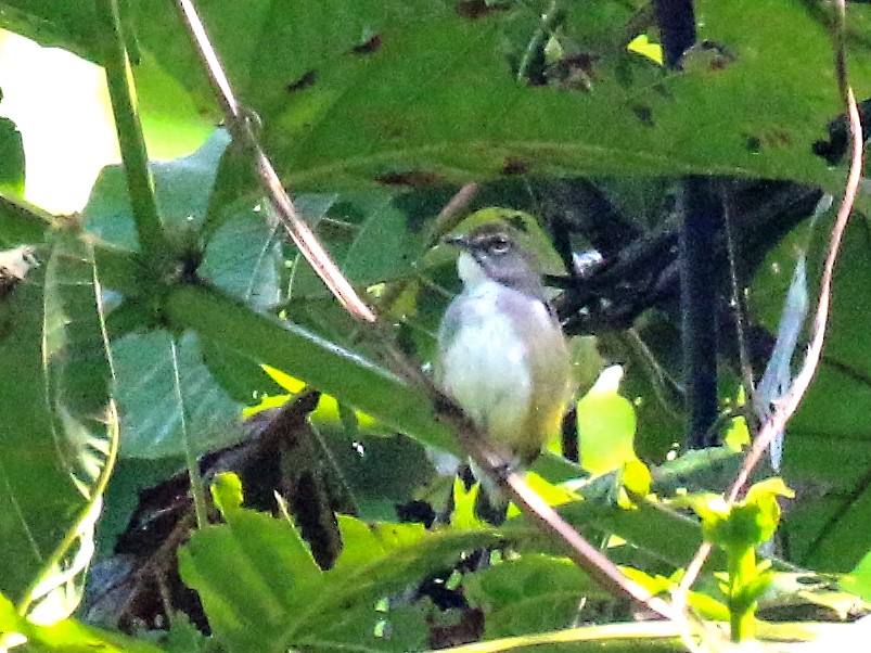 Red-banded Flowerpecker - Richard Jeffers