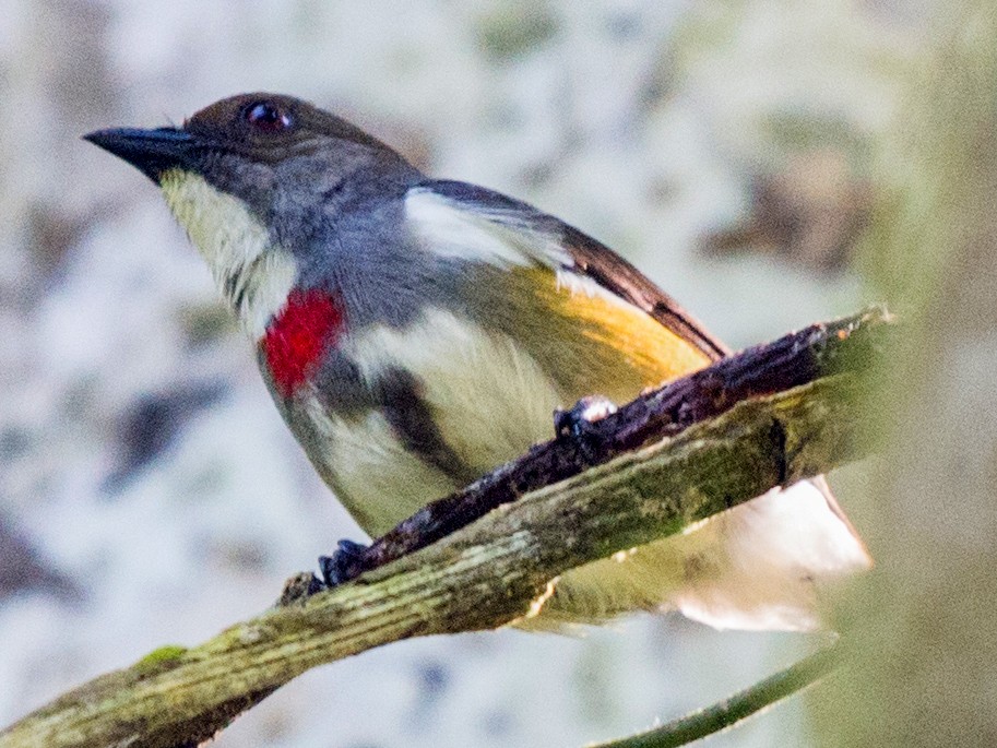 Red-banded Flowerpecker - John C. Mittermeier