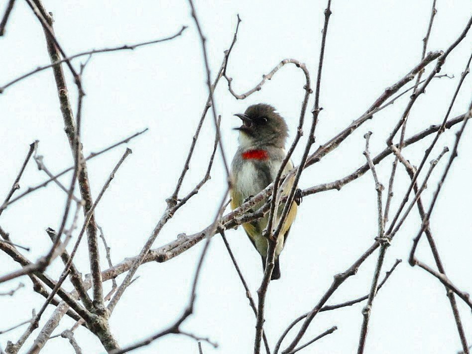 Red-banded Flowerpecker - Markus Lilje
