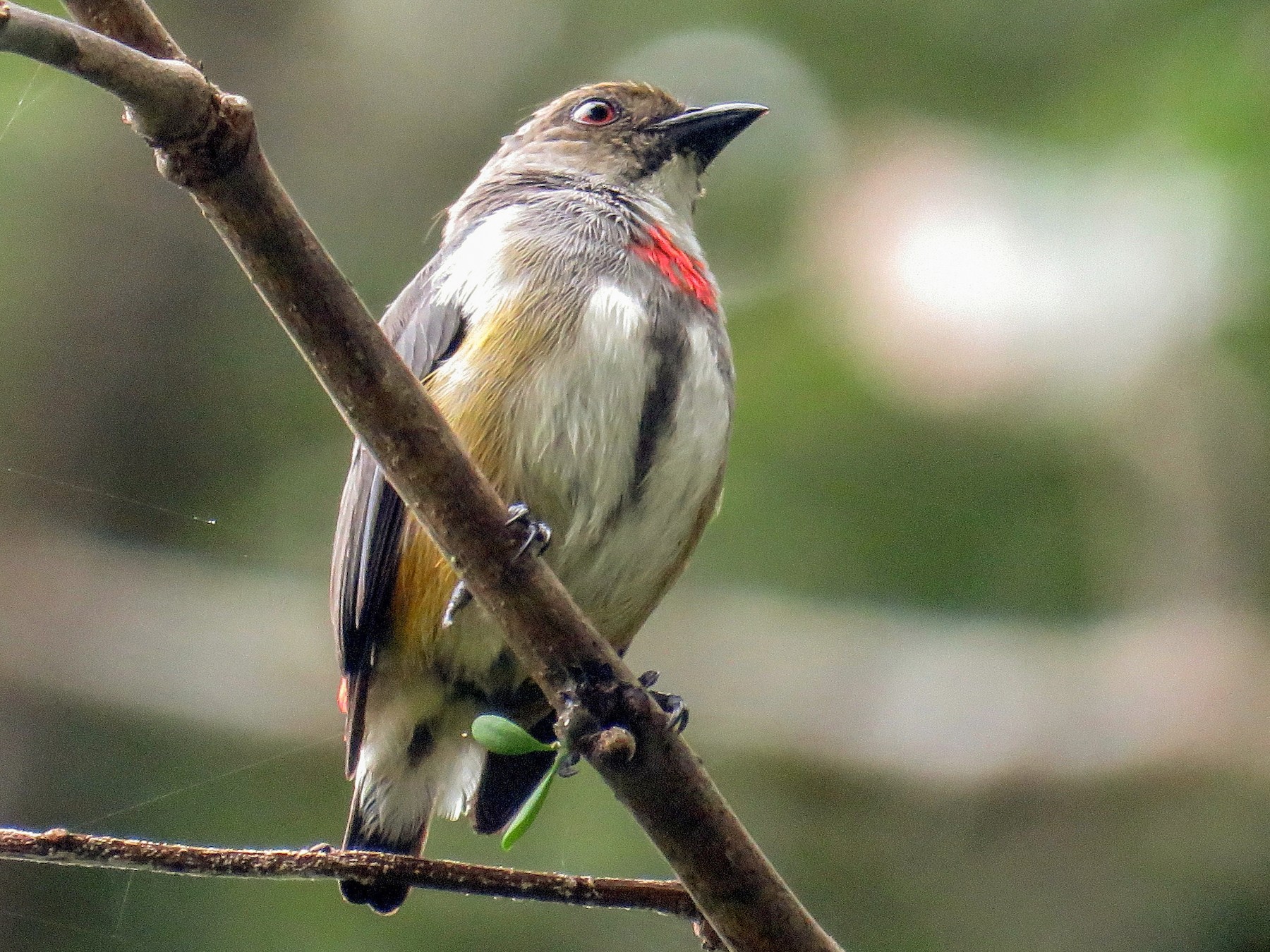 Red-banded Flowerpecker - Simon RB Thompson