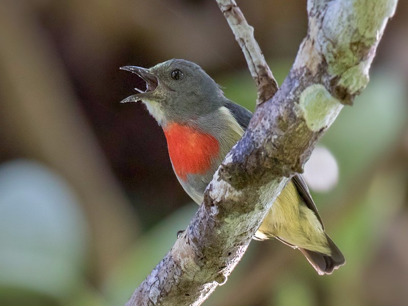 Midget Flowerpecker - Lars Petersson | My World of Bird Photography