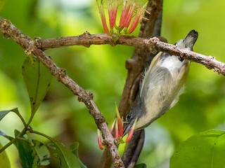  - Midget Flowerpecker