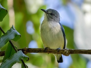  - Midget Flowerpecker