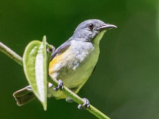  - Midget Flowerpecker