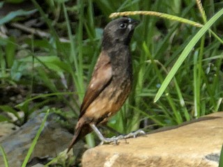 Juvenile - Peter Kaestner - ML266777671