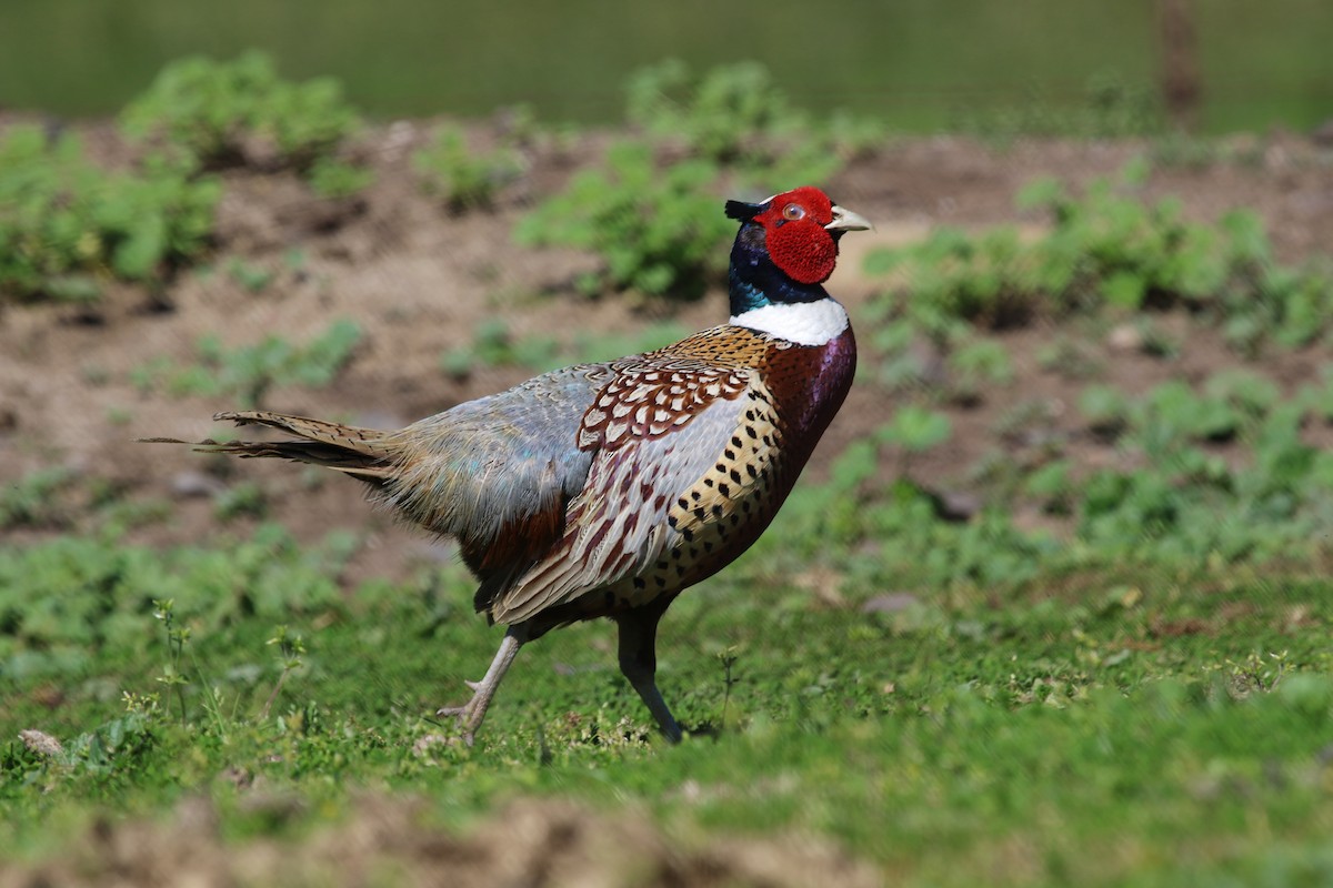 Ring-necked Pheasant - Claire Miller