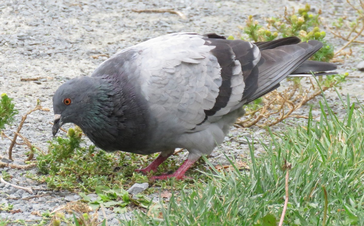 Rock Pigeon (Feral Pigeon) - Gisele d'Entremont