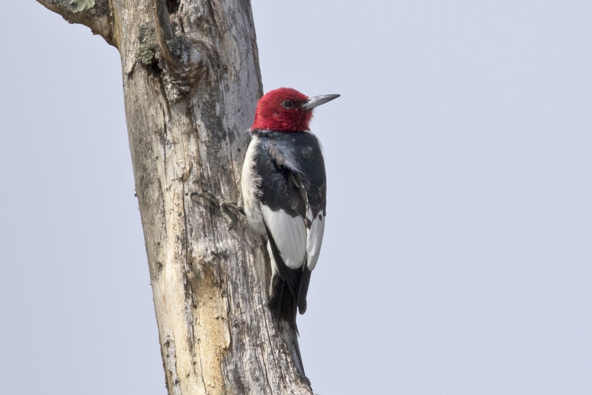 Red-headed Woodpecker - ML26677841