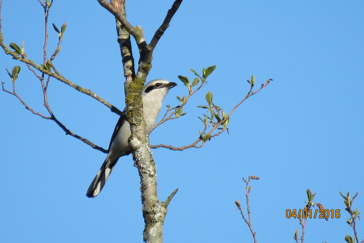 Northern Shrike - Paul Wolter