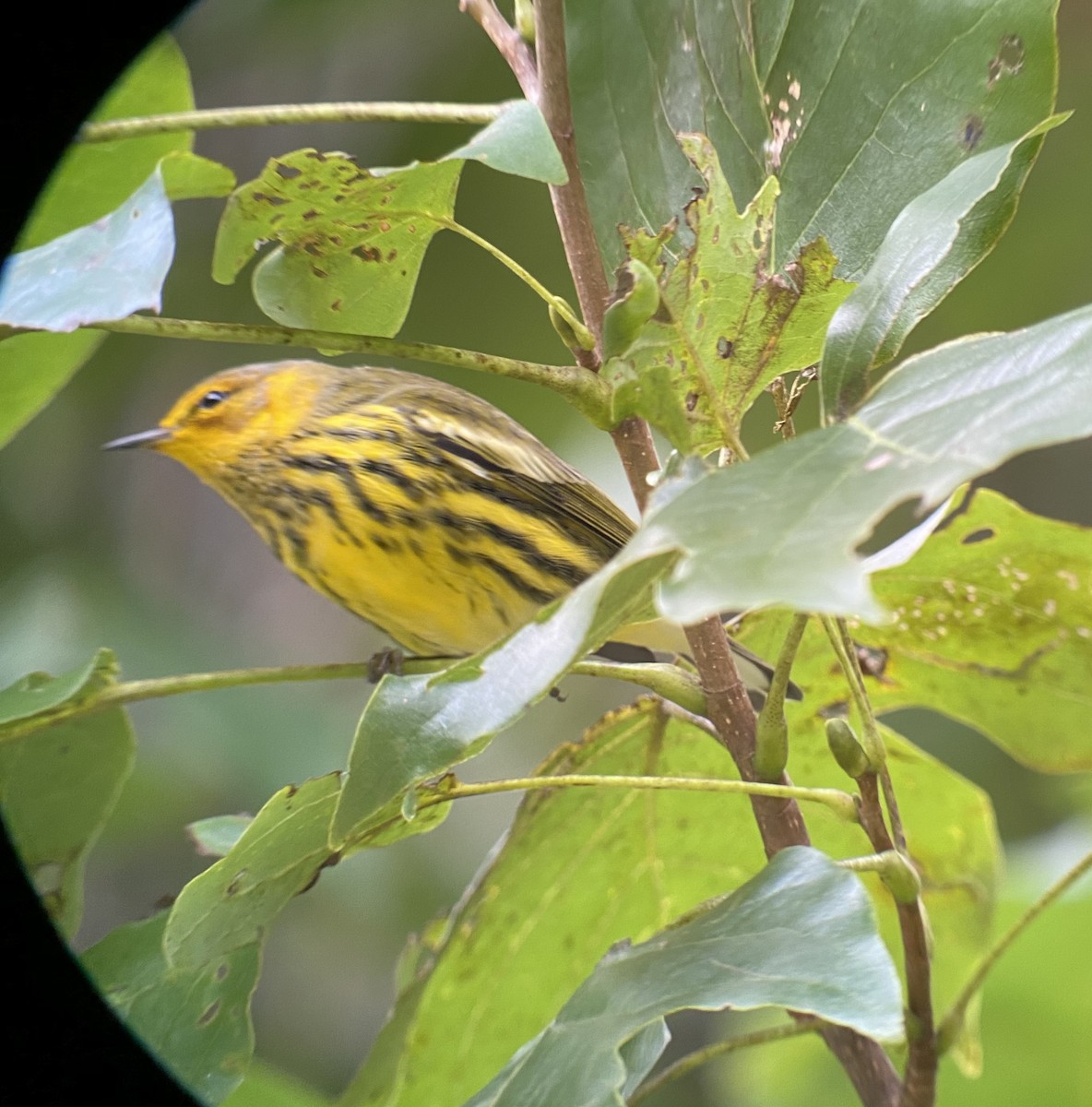 Cape May Warbler - ML266782471