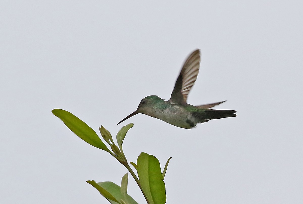 Violet-bellied Hummingbird - Roger Ahlman