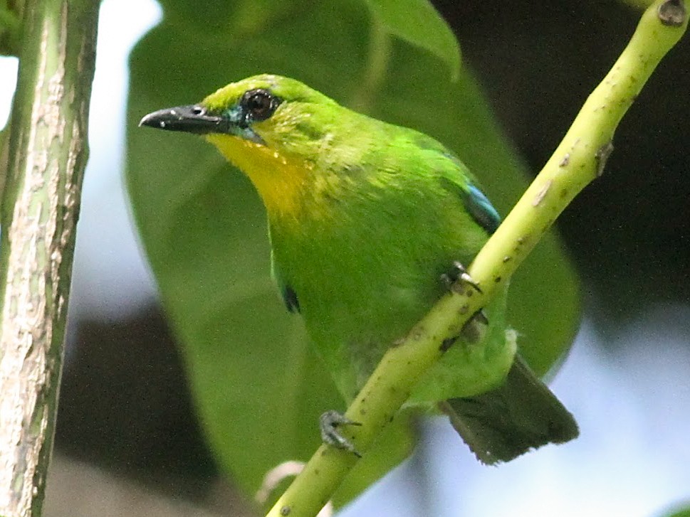 Yellow-throated Leafbird - Paul Bourdin