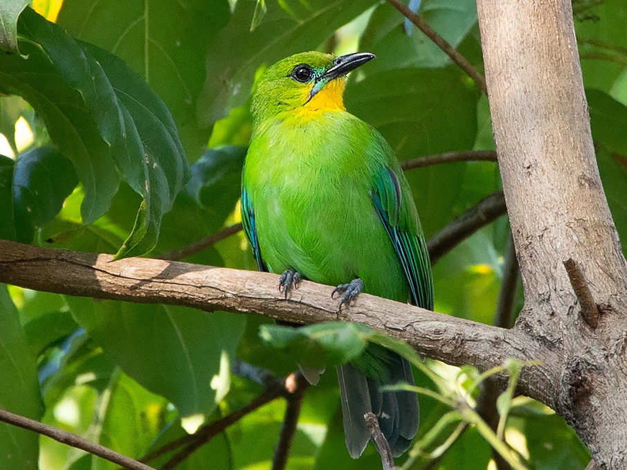 Yellow-throated Leafbird