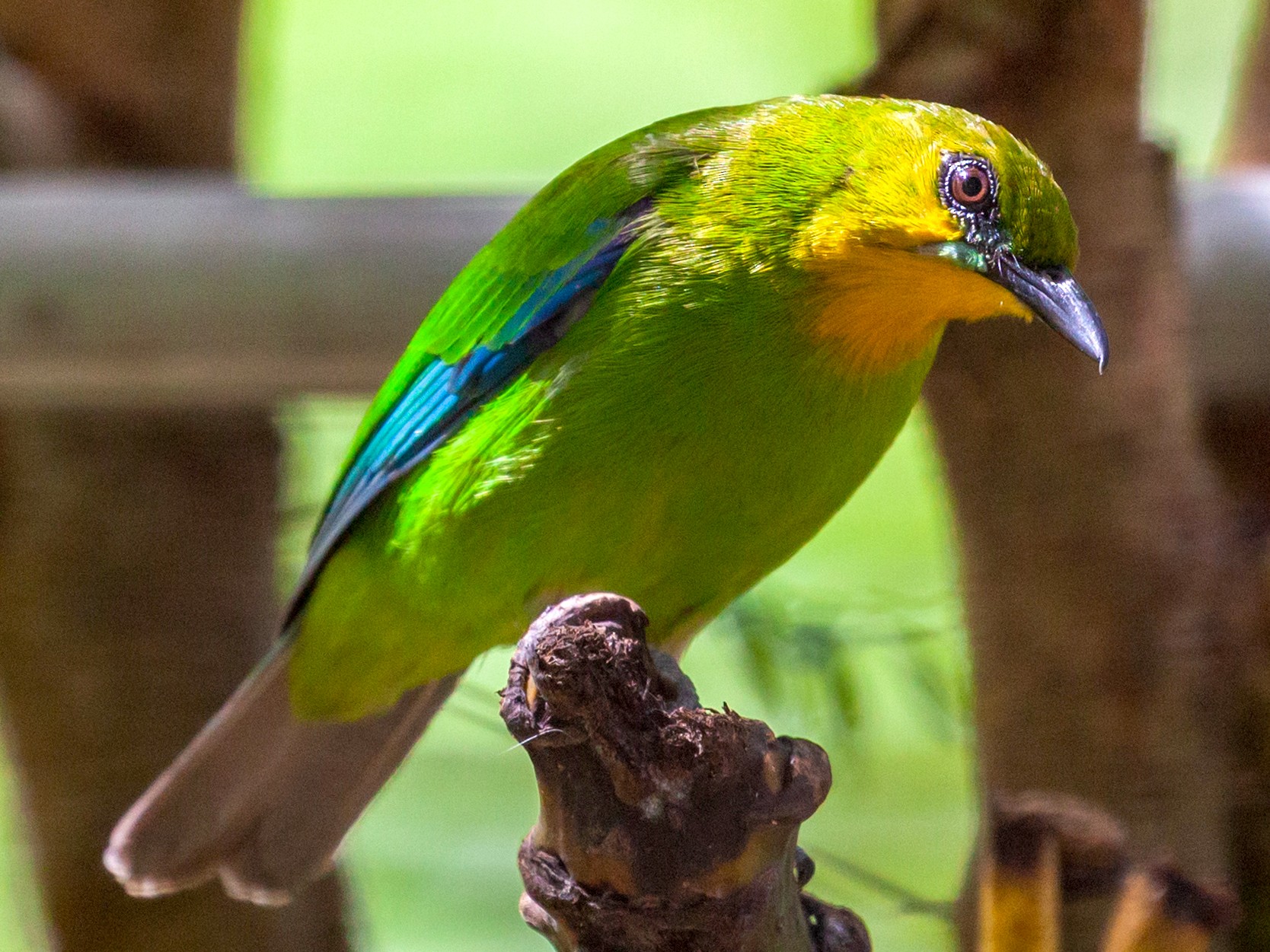 Yellow-throated Leafbird - Brad Argue