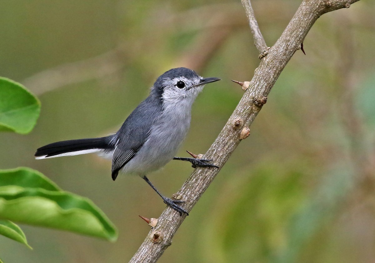 White-browed Gnatcatcher - Roger Ahlman