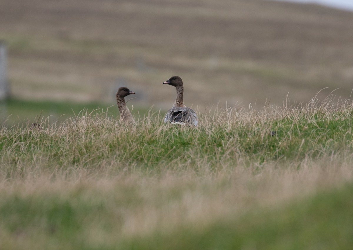 Pink-footed Goose - Daniel Gornall