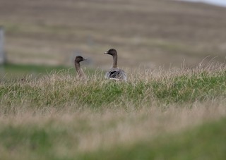 Pink-footed Goose, ML266785951