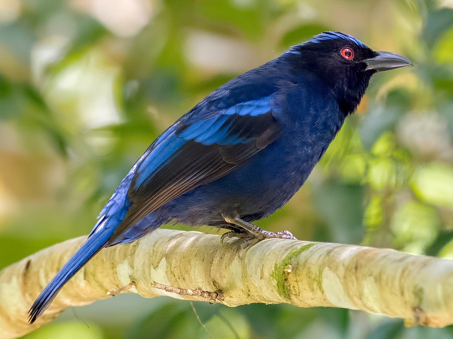 Philippine Fairy-bluebird - Shailesh Pinto