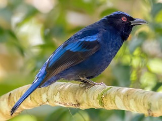  - Philippine Fairy-bluebird