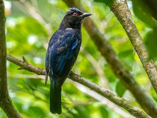  - Philippine Fairy-bluebird
