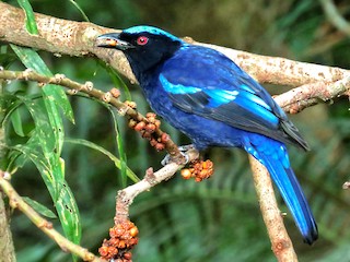  - Philippine Fairy-bluebird