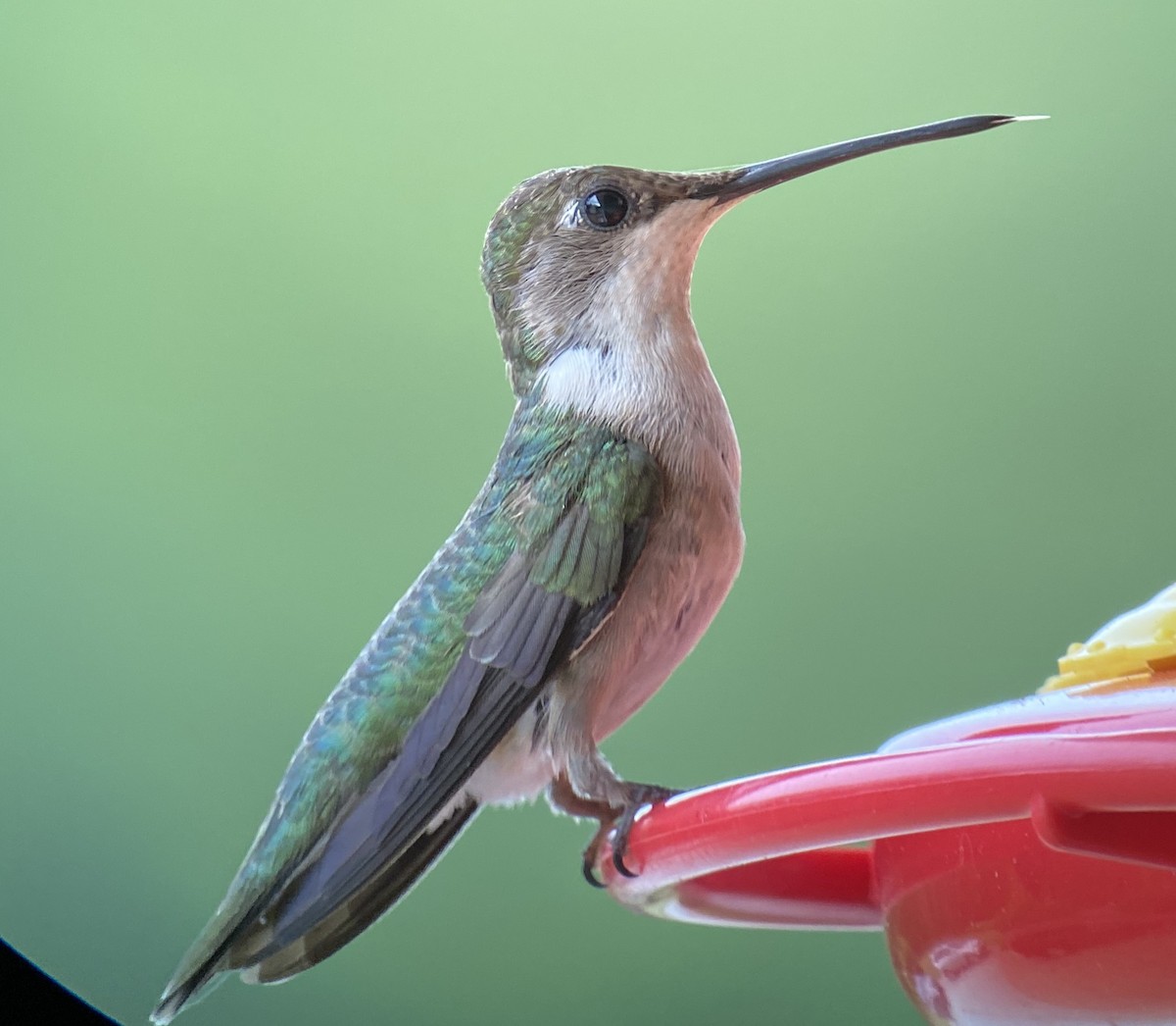 Ruby-throated Hummingbird - ML266786701