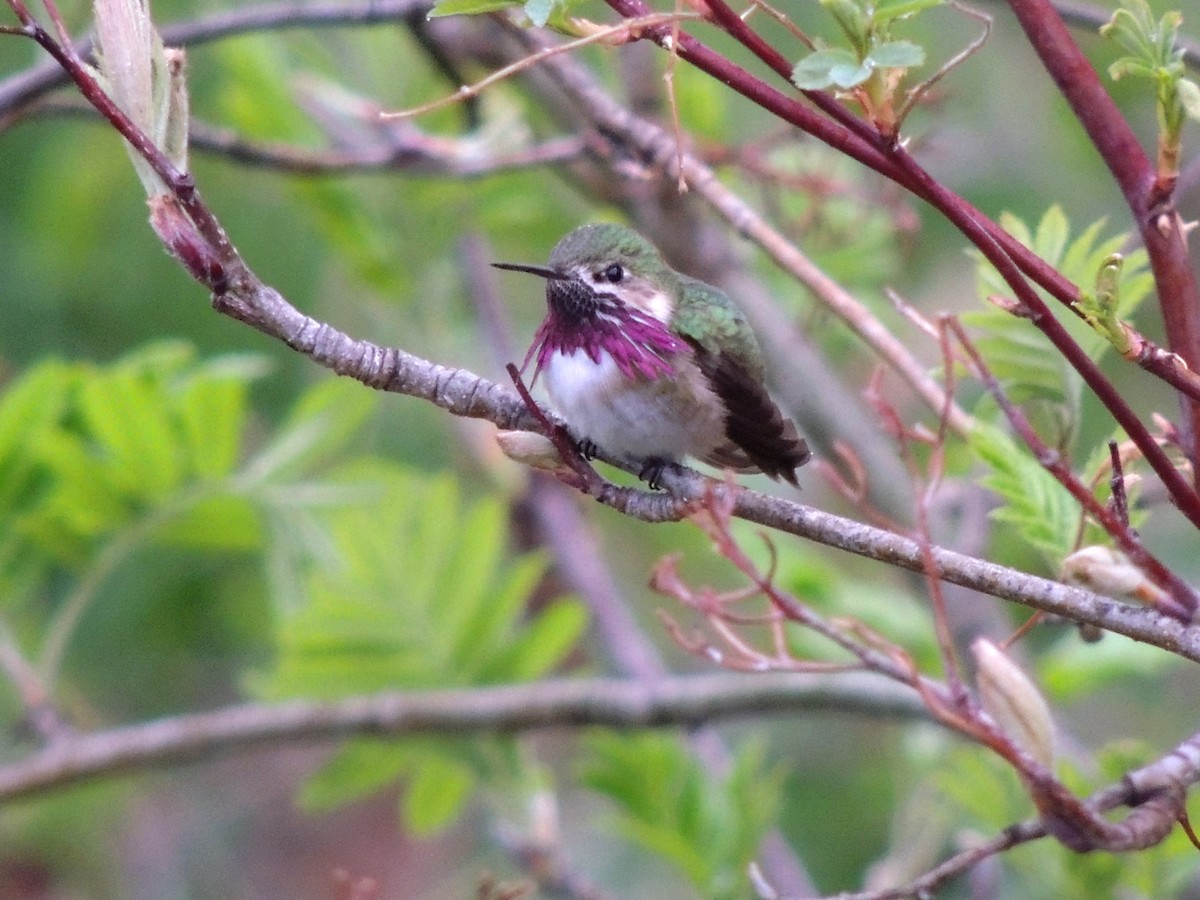 Calliope Hummingbird - ML26679021