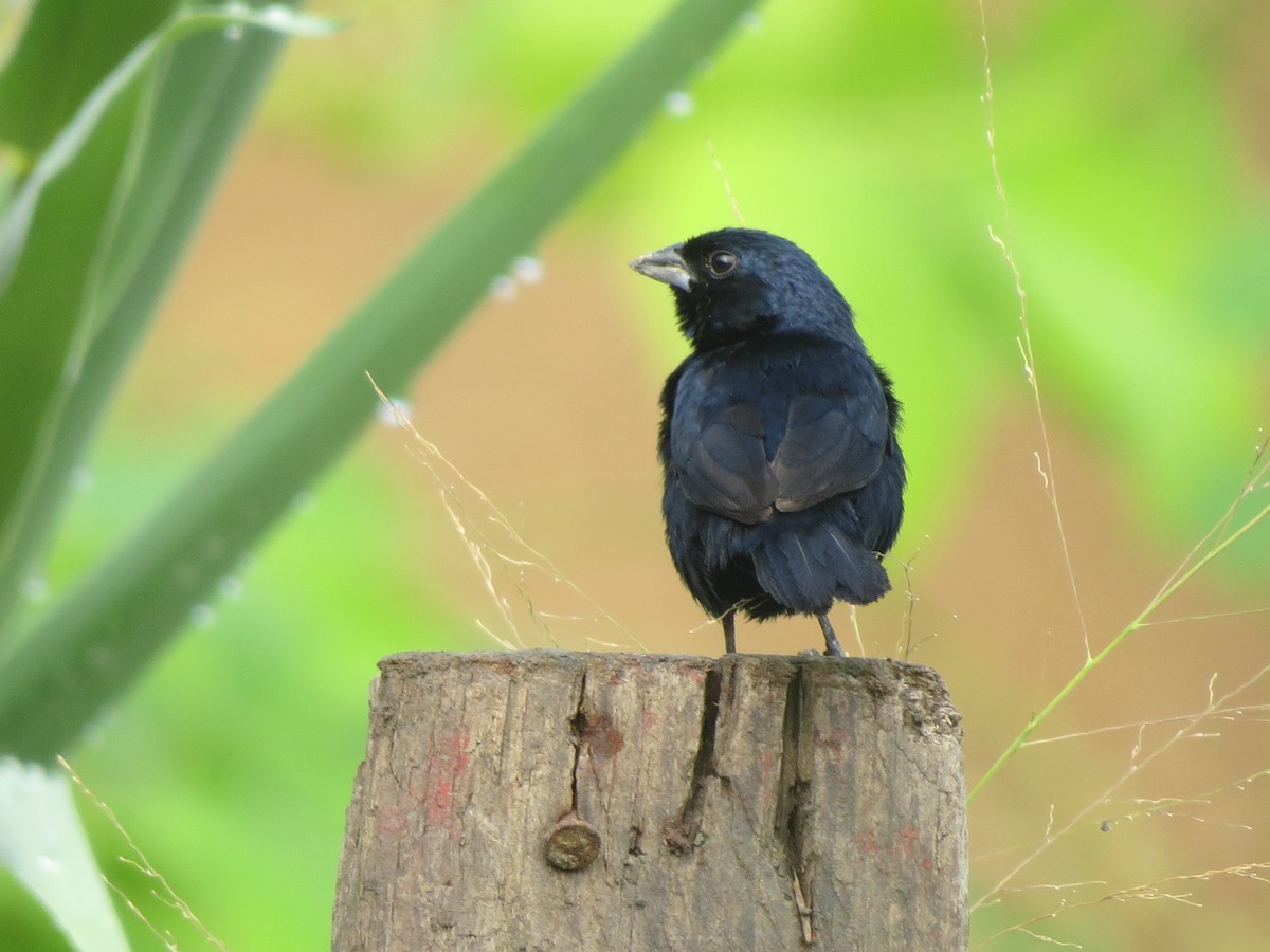Blue-black Grassquit - Francisco Emilio Roldan Velasco Tuxtla Birding Club - Chiapas