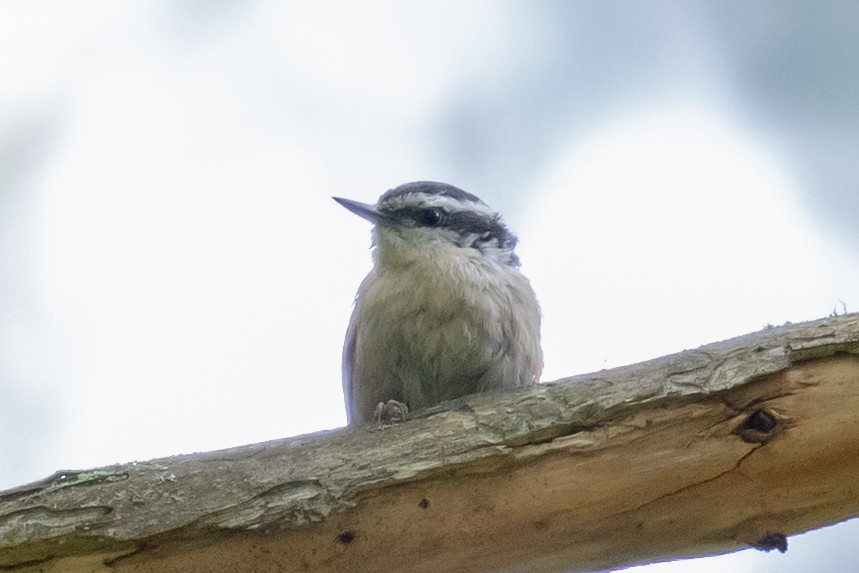 Red-breasted Nuthatch - MarieRoyer Royer