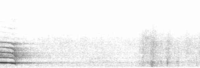 Банкивский петух (Одомашенного вида) - ML2668