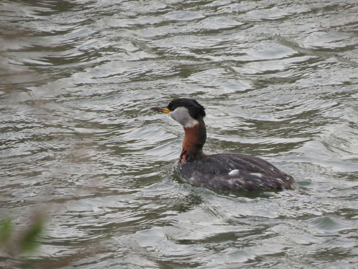 Red-necked Grebe - ML26680021