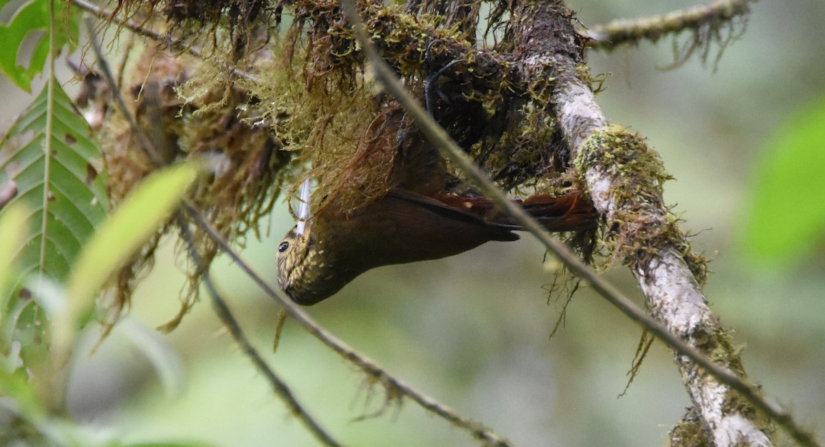 Spotted Woodcreeper - ML26680041