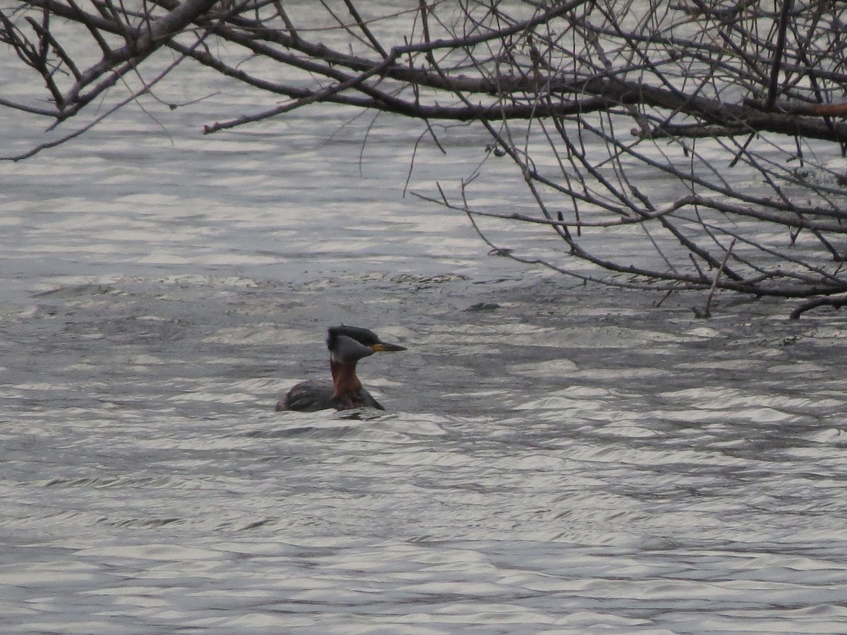 Red-necked Grebe - ML26680051
