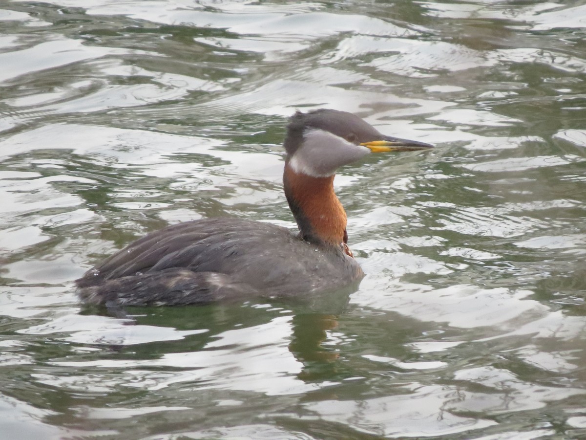Red-necked Grebe - ML26680061