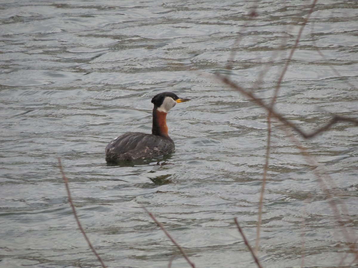 Red-necked Grebe - ML26680081