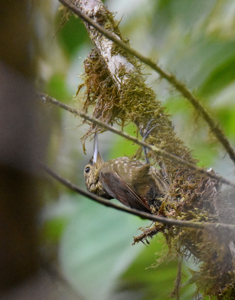Spotted Woodcreeper - ML26680111