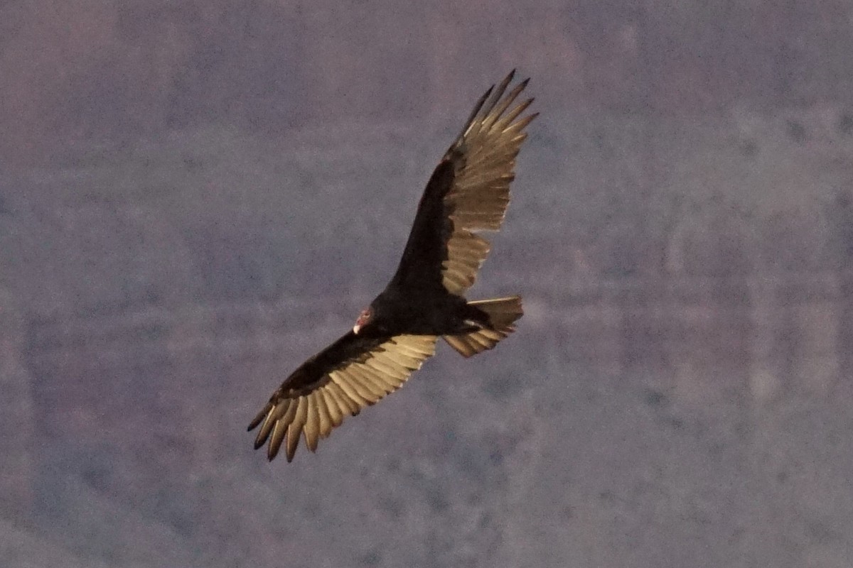 Turkey Vulture - ML266802631