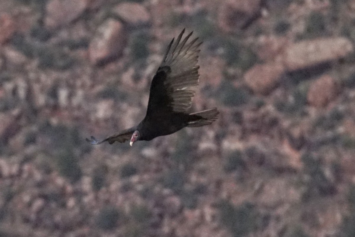 Turkey Vulture - Tom Cassaro