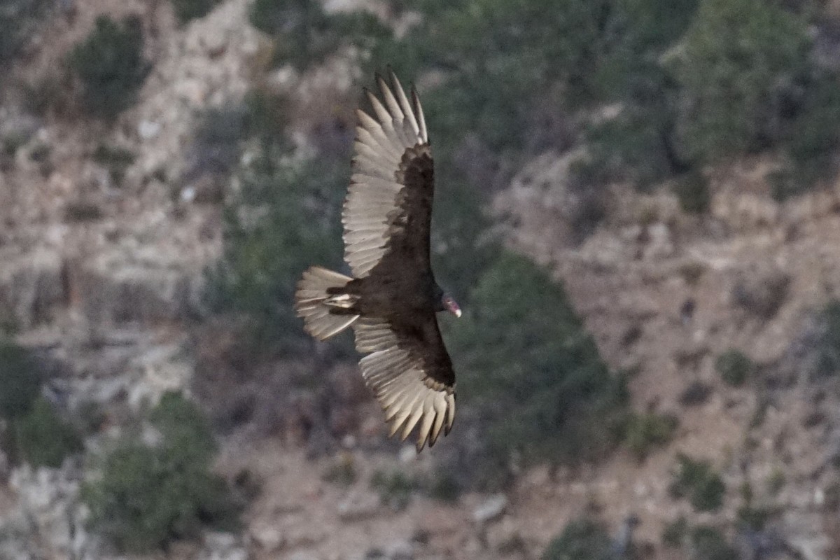 Turkey Vulture - ML266802661
