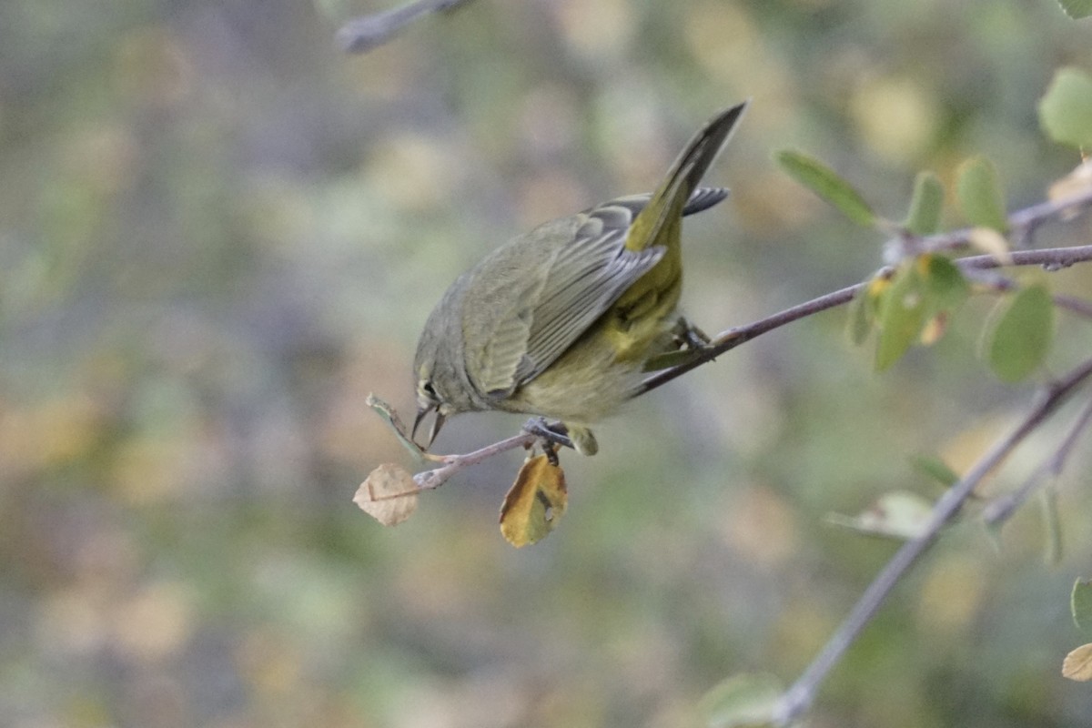 Orange-crowned Warbler - Tom Cassaro